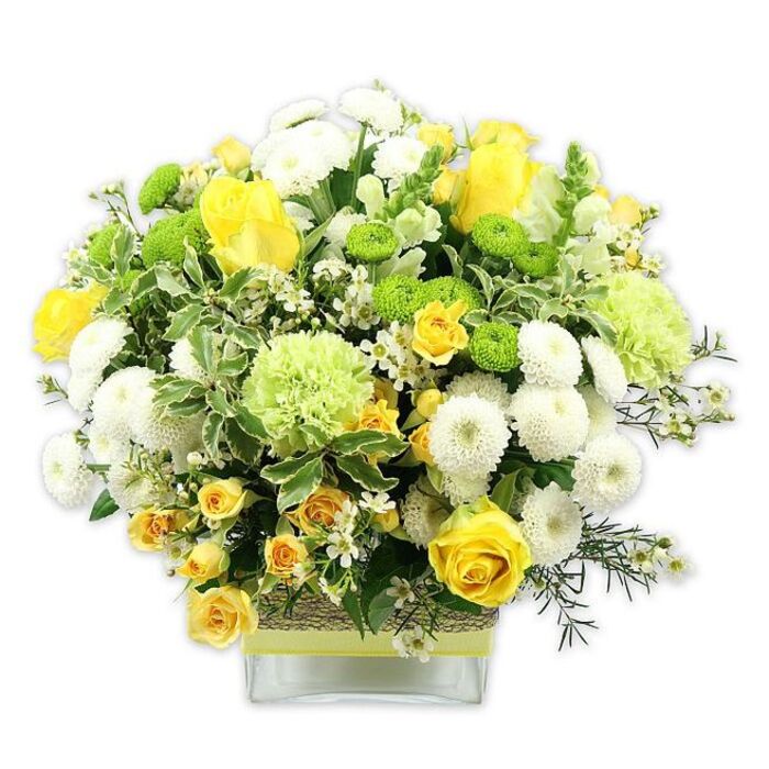 A lush, dome-shaped bouquet in a low, square glass vase shines in a carefully balanced palette of sunny yellow, cool white, and lively green, presented against a clean white backdrop that makes the colours appear even fresher. At the centre of the design, fully opened yellow roses with velvety, layered petals sit alongside a scattering of partially opened buds, conveying both fullness and the promise of more blooms to come. Interspersed with these are clusters of small yellow spray roses, their multiple heads on each stem creating a soft, textured effect and a more natural, garden-like feel. Compact white pompom chrysanthemums, each bloom a tight sphere of petals, are tucked among the roses, adding rounded, cushiony shapes that provide structure. Lime green button chrysanthemums appear as tiny globe-shaped highlights, lending a playful, jewel-like quality to the arrangement. Larger, softly frilled pale green flowers - similar to ruffled carnations or decorative green chrysanthemums - bridge the different shades, adding volume and a cloud-like softness.   

A collar of foliage wraps the bouquet, made up of broad variegated leaves with pale edges, rich dark green leaves, and finer stems of filler greenery that weave through and around the flowers, adding layers and depth. Dotted lightly across the arrangement are tiny white filler flowers, perhaps waxflower or gypsophila, their star-shaped blossoms introducing delicate detail and a touch of airiness. The stems, visible through the clear glass vase, are gathered neatly, while the midsection of the vase is encircled by a rustic band of woven natural fibre or bark, finished with a bright lime green ribbon tied smoothly around it. The result is a design that feels both modern and warmly familiar, much like Old Malden itself, with its suburban calm and local charm. Assembled with the experienced eye of Florist Old Malden, this bouquet is well-suited to celebratory occasions, thoughtful get-well wishes delivered across KT4, or simply brightening a kitchen table after a walk along the nearby green spaces.